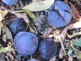Fallen fruit